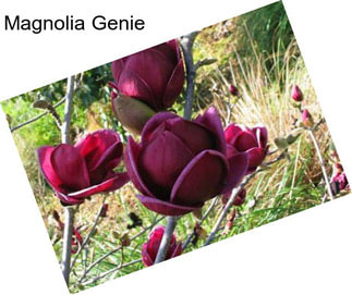 Magnolia Genie