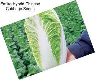 Emiko Hybrid Chinese Cabbage Seeds