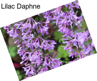 Lilac Daphne
