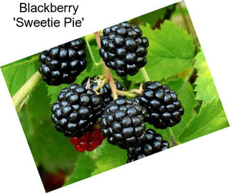 Blackberry \'Sweetie Pie\'