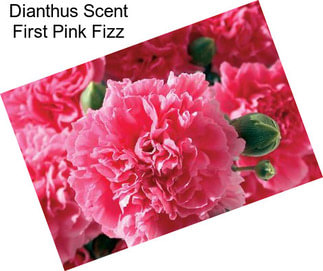 Dianthus Scent First Pink Fizz