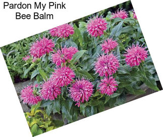 Pardon My Pink Bee Balm