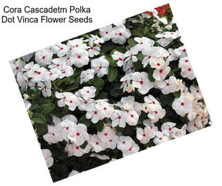 Cora Cascadetm Polka Dot Vinca Flower Seeds
