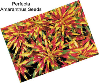 Perfecta Amaranthus Seeds