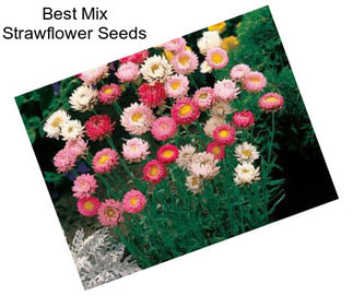 Best Mix Strawflower Seeds
