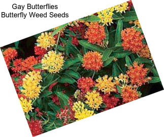 Gay Butterflies Butterfly Weed Seeds