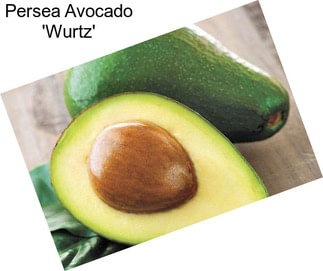 Persea Avocado \'Wurtz\'