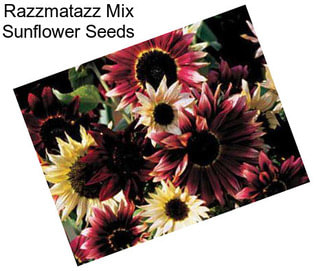 Razzmatazz Mix Sunflower Seeds