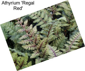 Athyrium \'Regal Red\'