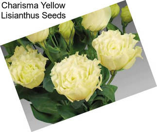 Charisma Yellow Lisianthus Seeds