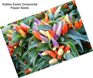 NuMex Easter Ornamental Pepper Seeds