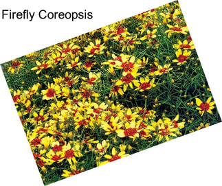 Firefly Coreopsis