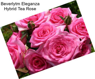Beverlytm Eleganza Hybrid Tea Rose
