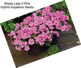 Shady Lady II Pink Hybrid Impatiens Seeds