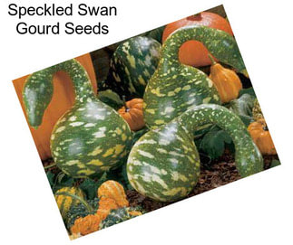 Speckled Swan Gourd Seeds