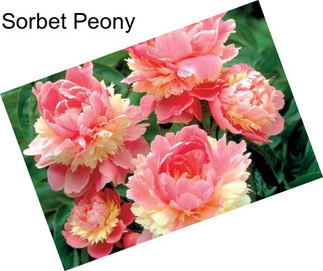 Sorbet Peony