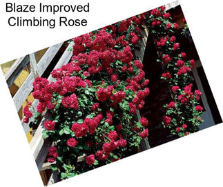 Blaze Improved Climbing Rose