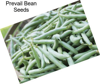 Prevail Bean Seeds