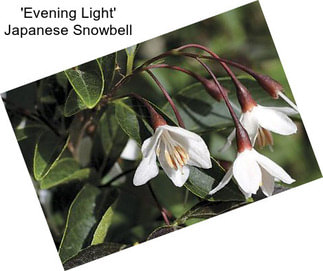 \'Evening Light\' Japanese Snowbell