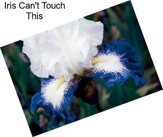 Iris Can\'t Touch This