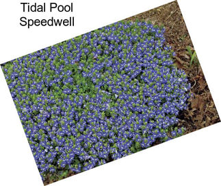 Tidal Pool Speedwell