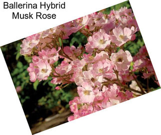 Ballerina Hybrid Musk Rose