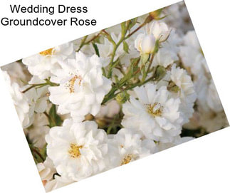 Wedding Dress Groundcover Rose