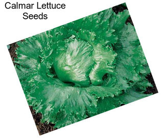 Calmar Lettuce Seeds