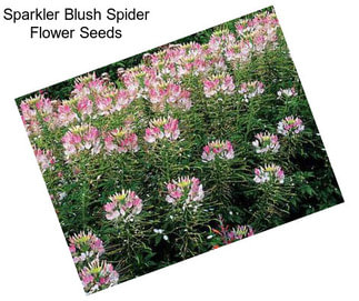 Sparkler Blush Spider Flower Seeds