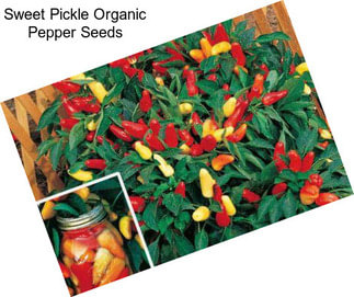 Sweet Pickle Organic Pepper Seeds