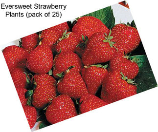 Eversweet Strawberry Plants (pack of 25)