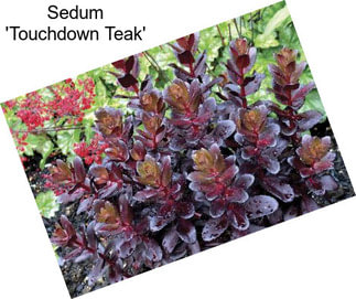 Sedum \'Touchdown Teak\'