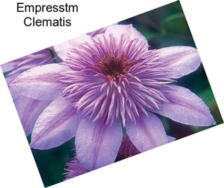 Empresstm Clematis