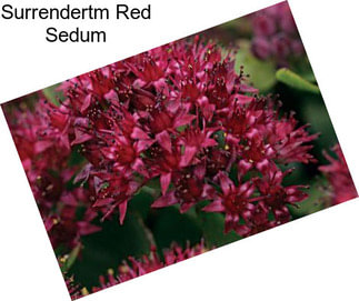 Surrendertm Red Sedum