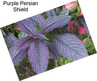 Purple Persian Shield