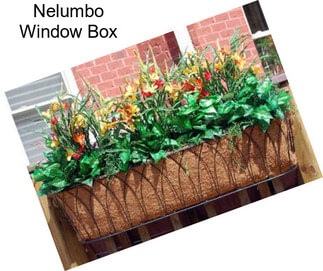 Nelumbo Window Box