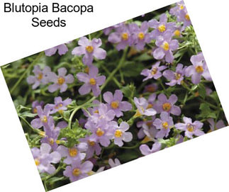 Blutopia Bacopa Seeds