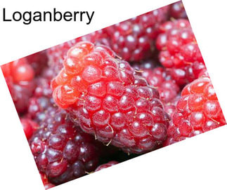 Loganberry