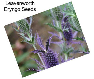 Leavenworth Eryngo Seeds