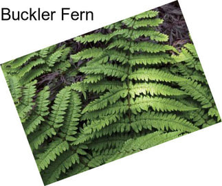 Buckler Fern