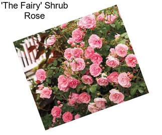 \'The Fairy\' Shrub Rose