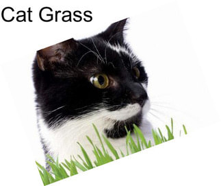 Cat Grass