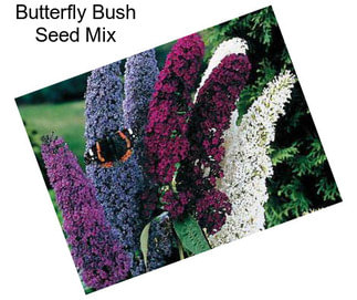 Butterfly Bush Seed Mix