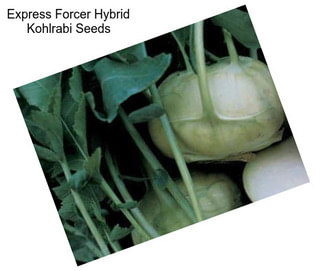 Express Forcer Hybrid Kohlrabi Seeds