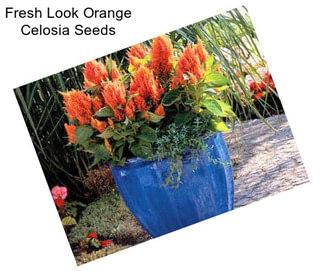 Fresh Look Orange Celosia Seeds