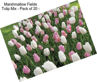 Marshmallow Fields Tulip Mix - Pack of 20 -