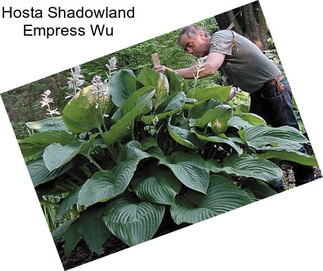 Hosta Shadowland Empress Wu