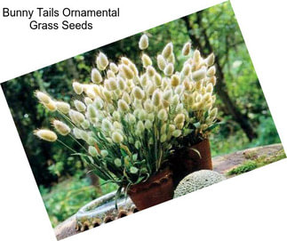 Bunny Tails Ornamental Grass Seeds