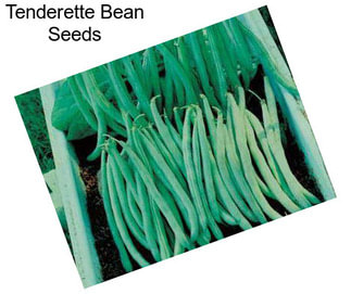 Tenderette Bean Seeds