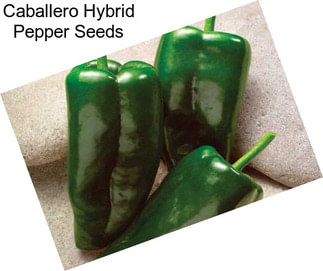 Caballero Hybrid Pepper Seeds